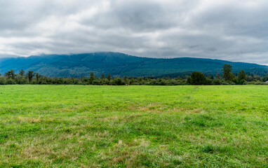 Obraz premium North Bend Elk Herd 2