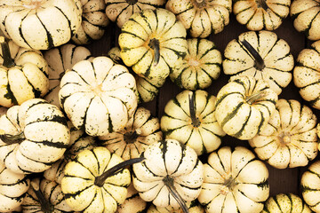 Fototapeta premium Green and White Fall Gourds From Above