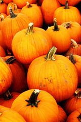 Many Fall Pumpkins At Farm