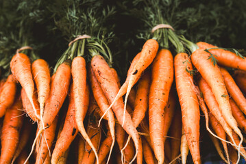 Bunches of organic dirty fresh carrots with greens close up.