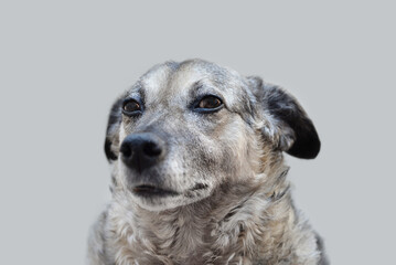 Dog giving the dirty look
