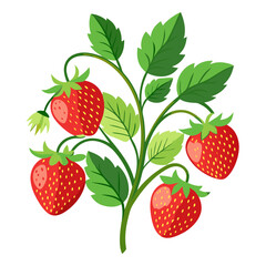 strawberry on a branch - vector illustration of strawberry isolated on white, strawberry vector art