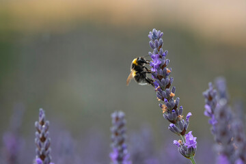 A close-up scene of a cute bumble bee gathering nectarine and honey from lavender flower clusters in the Wanaka Lavender Farm, New Zealand.
