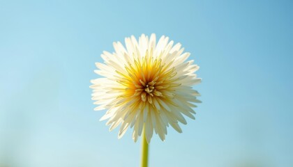 Obraz premium Blooming beauty against the azure sky