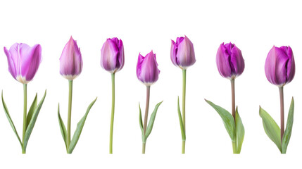 A row of purple tulips in different stages of bloom, isolated against a bright white background