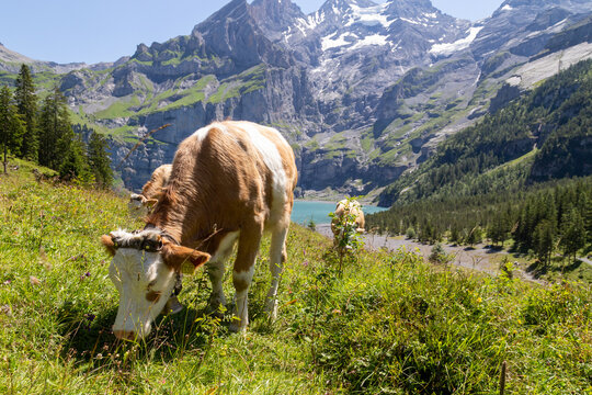Lac d&rsquo;Oeschinen (Oeschinensee) avec vaches dans les p&acirc;turages alpins pr&egrave;s de Kandersteg en Suisse, paysage de montagne avec lac turquoise et alpages dans les Alpes suisses du canton de Berne