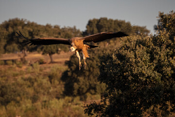 Griffon Vulture. Bird in flight.