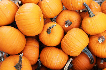 Orange Pumpkins On Display For Fall