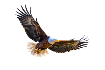 PNG American bald eagle flying animal bird