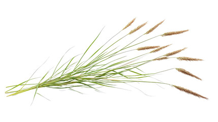 Obraz premium Thin and long grass blades, solated on transparent background, PNG file, ideal for natural stock photography