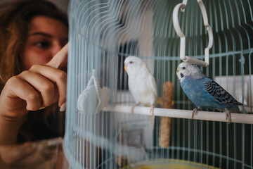 A person gently interacting with two colorful birds inside a cage, showcasing a moment of care and...