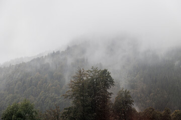 The trees of the Black Forest in fog and clouds on a rainy day