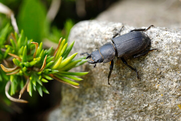 close up of a bark beetle, Dorcus parallelipipedus, also known as the lesser stag beetle, on granite stone
