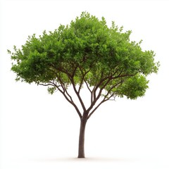 Obraz premium A large tree stands alone on a white background. The tree is lush and green, with a strong trunk and branches reaching out in all directions. Concept of peace and tranquility, as the tree stands tall