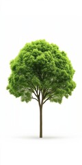 A tree is standing alone on a white background. The tree is green and has a lot of leaves