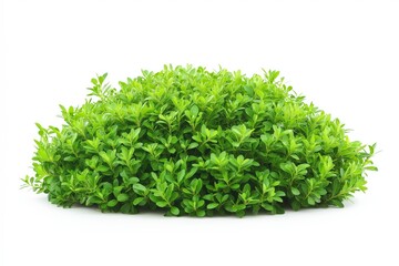 A bush with green leaves is on a white background. The bush is full and lush, giving the impression of a healthy and thriving plant