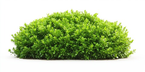 A bush with green leaves is on a white background. The bush is tall and has a lot of leaves