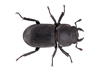 Lesser stag beetle, Dorcus parallelipipedus isolated on white background, top view of a black beetle