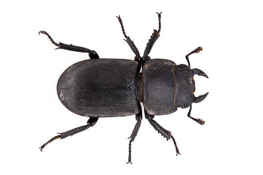 Lesser stag beetle, Dorcus parallelipipedus isolated on white background, top view of a black beetle