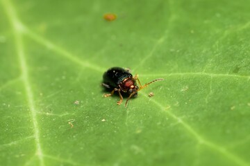 little beetle Crepidodera aurata on a leaf