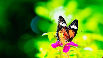 Thai butterfly in garden garden summer flower and butterfly flower butterfly flower butterfly