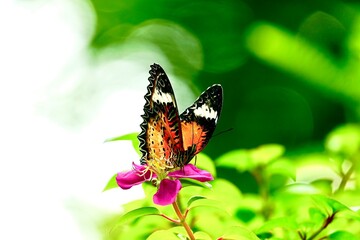 Thai butterfly in garden garden summer flower and butterfly flower butterfly flower butterfly