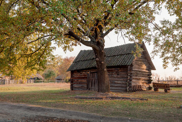 Fototapeta premium Old wooden barn in a countryside. Traditional ukrainian wooden barn under a tree at warm autumn sunset. 