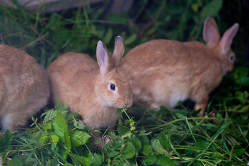 Small adorable rabbits, beige, brown baby fluffy rabbits sitting and eating green grass. Several bunny, rabbits in rabbit hutch on eco farm