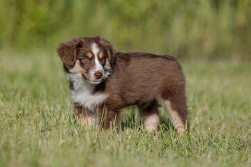 Brown tricolor mini americal shepherd puppy standing outside on the sunny summer day. Attentive, beautiful mini aussie puppy with clever eyes and attractive look. Healthy 2 months old breed puppy