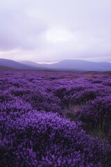 A purple field with mountains in the background. The sky is cloudy and the sun is setting