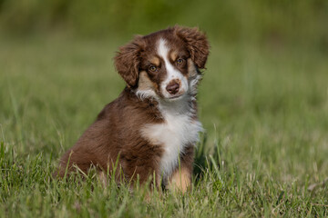 Brown tricolor mini americal shepherd puppy sitting outside on the sunny summer day. Attentive, beautiful mini aussie puppy with clever eyes and attractive look. Healthy popular breed puppy