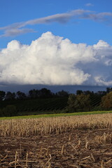 Obraz premium harvested Corn field