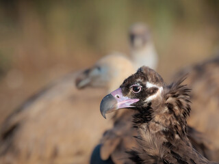 Black vulture in its natural environment.