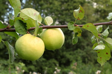 Fruit tree with green apples. Summer of 2024. Sweden.