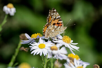 Painted Lady (Vanessa cardui) butterfly perched on a white daisy in Zurich, Switzerland