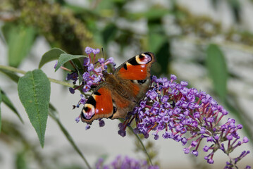 European peacock butterfly (Aglais io) perched on summer lilac in Zurich, Switzerland