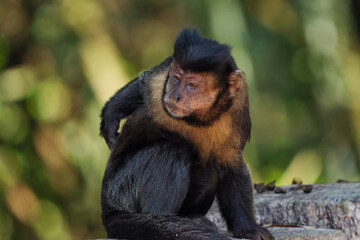 Rio de Janeiro, RJ, Brazil, 09.25.2024 - Capuchin monkey at Emperor's Table viewpoint, belvedere inside Tijuca Forest National Park
