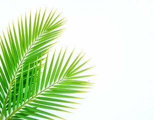 Obraz premium Green palm leaves against a white background