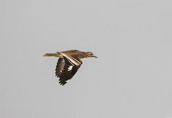 indian stone-curlew in flight.Indian stone-curlew or Indian thick-knee is a species of bird in the family Burhinidae.
