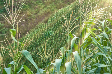Corn sowing from top to bottom, surrounded by vegetation