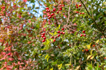 rose hips in hedge