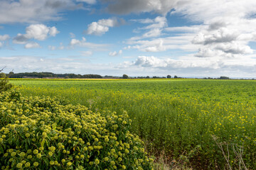field and blue sky