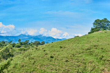 green hill with a couple of cows in view, background of mountains blue sky and clouds