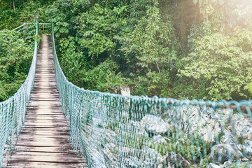 hammock bridge surrounded by abundant vegetation