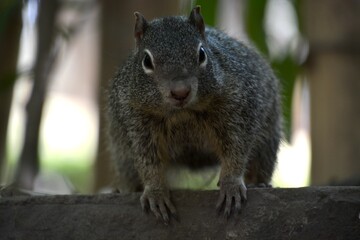 squirrel in the park