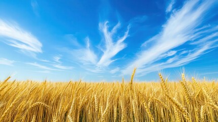 pastoral scene of sunkissed wheat field stretching to horizon warm golden stalks swaying gently in breeze vibrant blue sky with wispy clouds creating idyllic countryside tableau