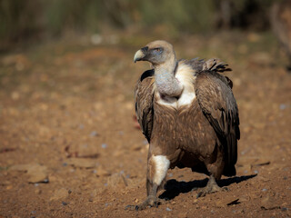 Griffon vulture (Gyps fulvus).