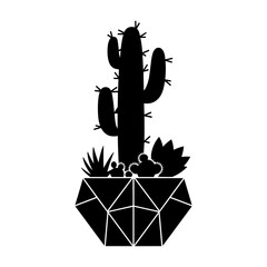 Cactus and Succulents