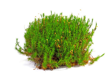 Moospolster vor weißem Hintergrund