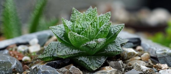 Haworthia Retusa Young Green Succulent Plant